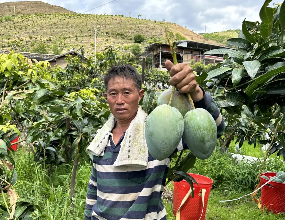 Panzhihua mango grower holding freshly harvested green Keitt mangoes