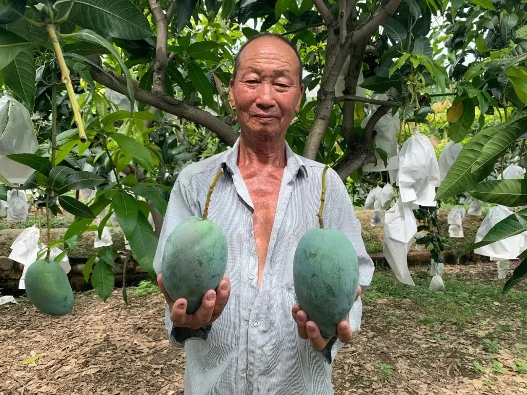 Shine Mango partner grower smiling while holding Keitt mangoes in Panzhihua