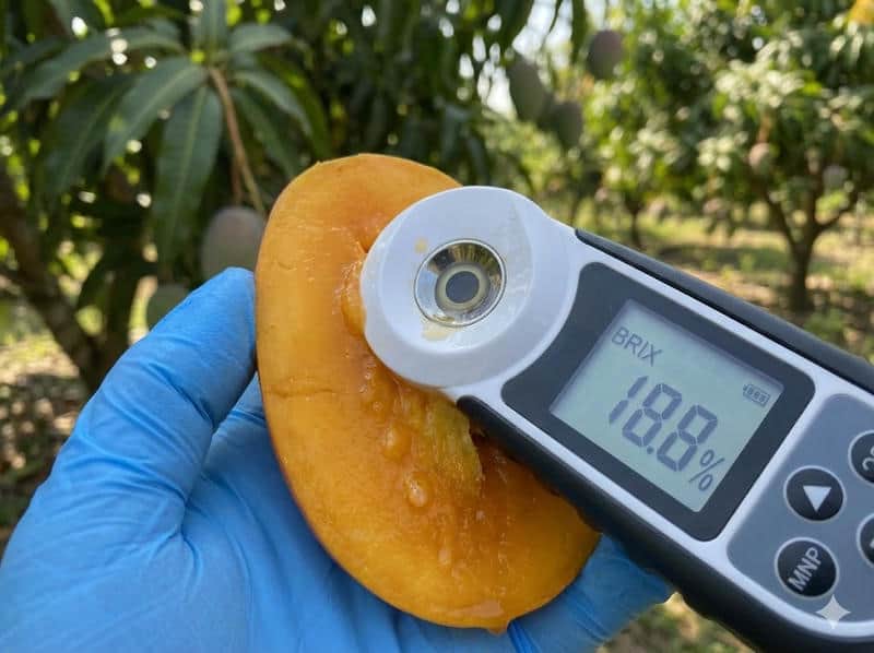 Refractometer showing 18 brix on Panzhihua mango - premium sweetness test